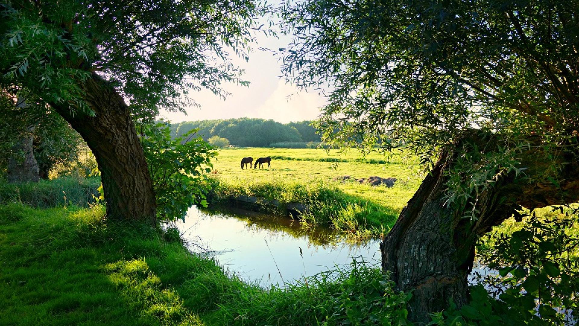 dutch-farmland-green-141978.jpg