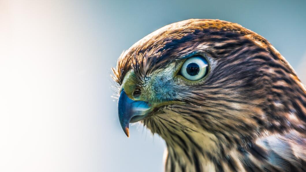 Roofvogel