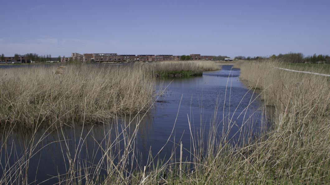 Benthuizer Plas bij Zoetermeer Benthuizer Plas bij Zoetermeer