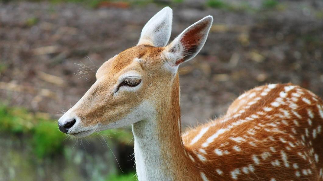 adorable-animal-animal-photography-531524.jpg