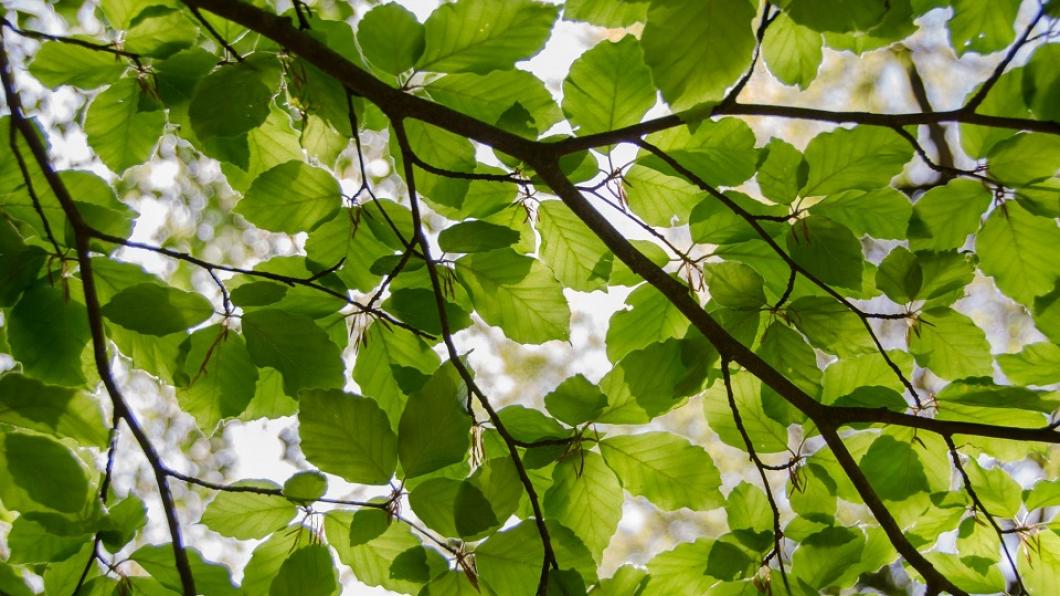 nature-sky-summer-spring-9277.jpg