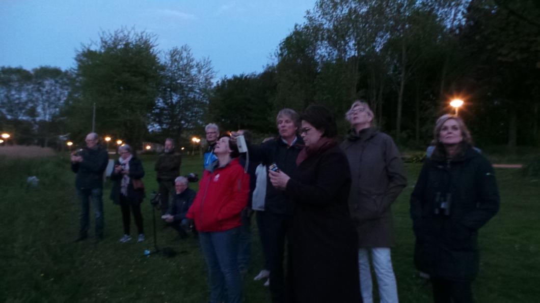 vleermuis.jpg