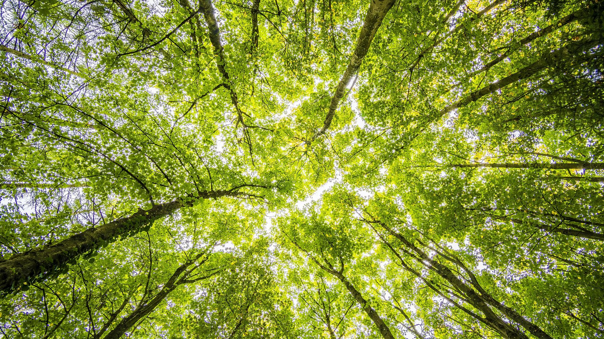 Bomen