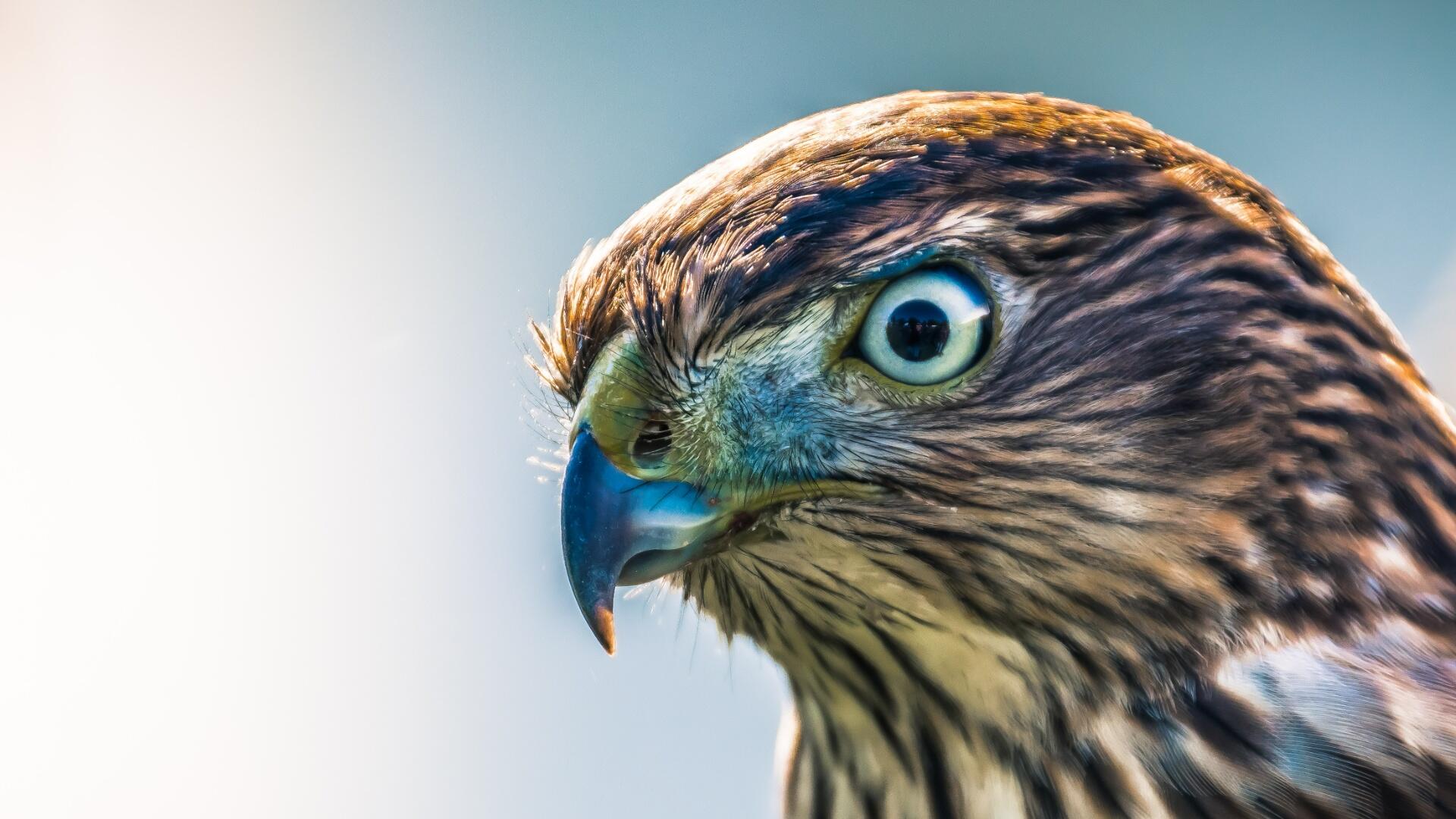 Roofvogel