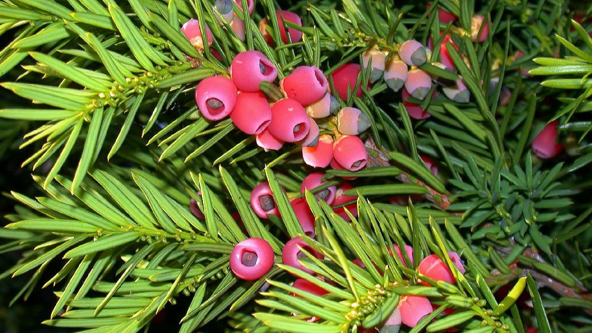 Taxus.jpg