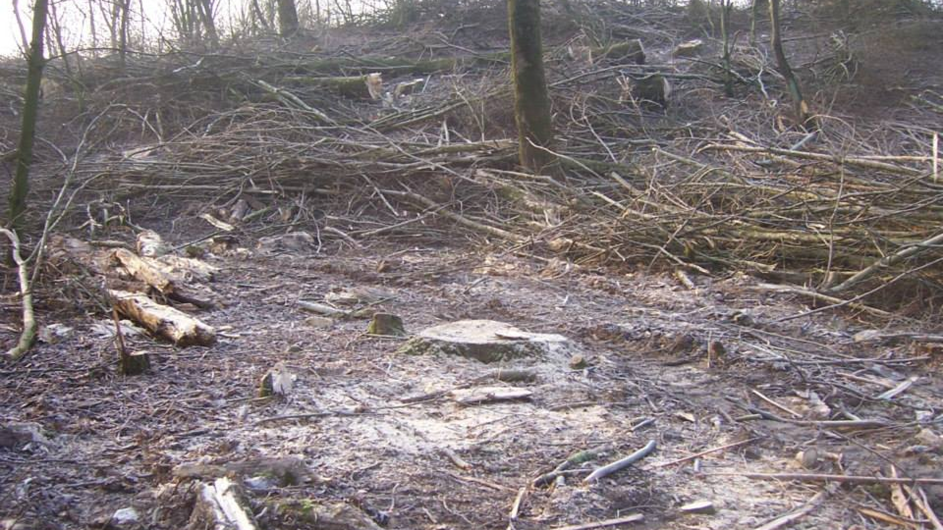 Winnende foto: Westerpark