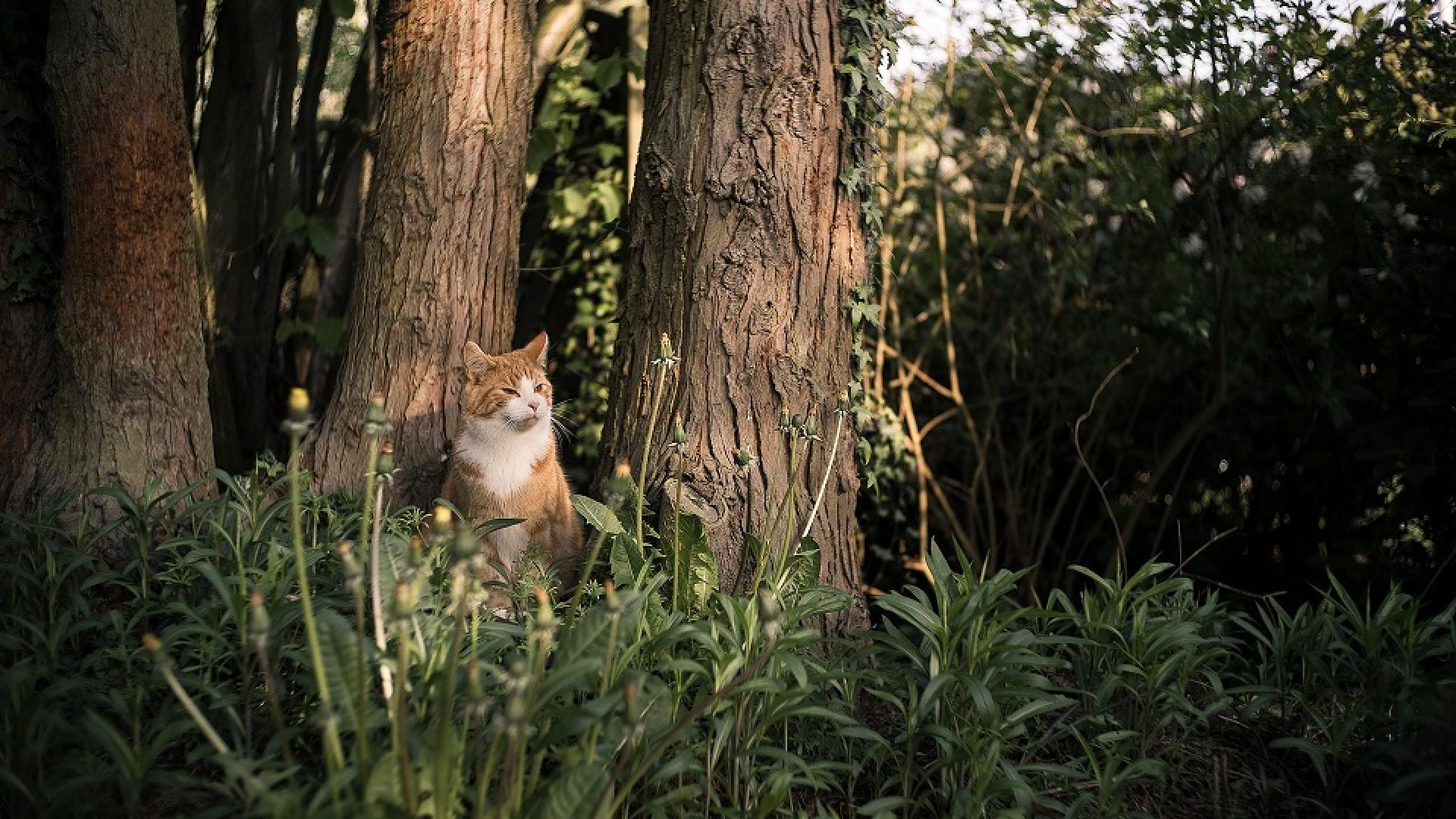 cat-786246_1920.jpg