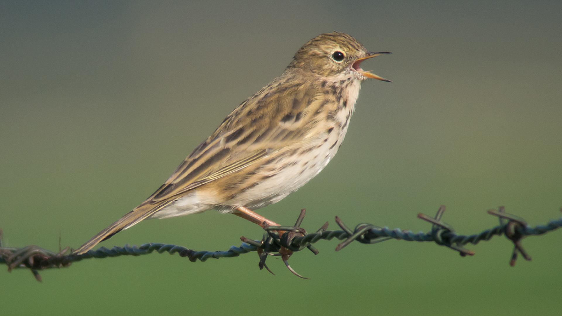 Graspieper in de Meerpolder